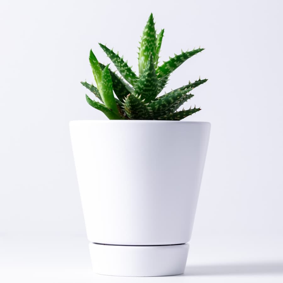 Vaso com Suculenta